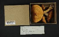 Cortinarius caperatus image