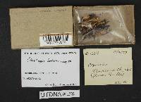 Clavulinopsis laeticolor image