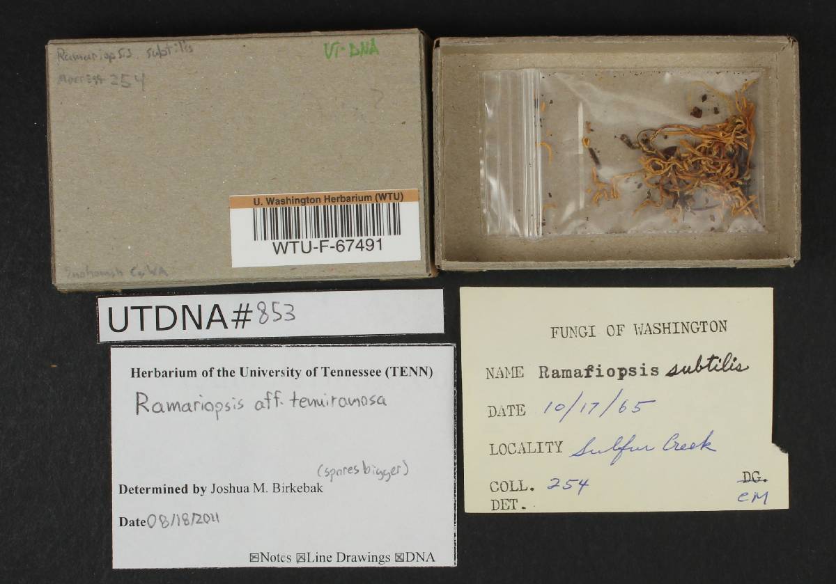 Ramariopsis tenuiramosa image