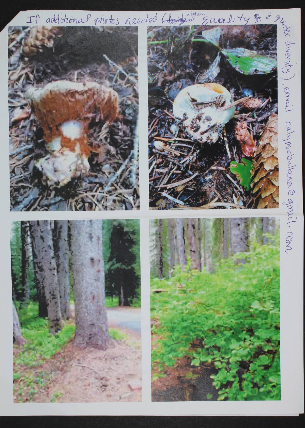 Cortinarius bigelowii image