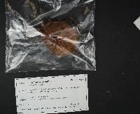 Tricholomopsis rutilans image