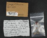 Inocybe nitidiuscula image