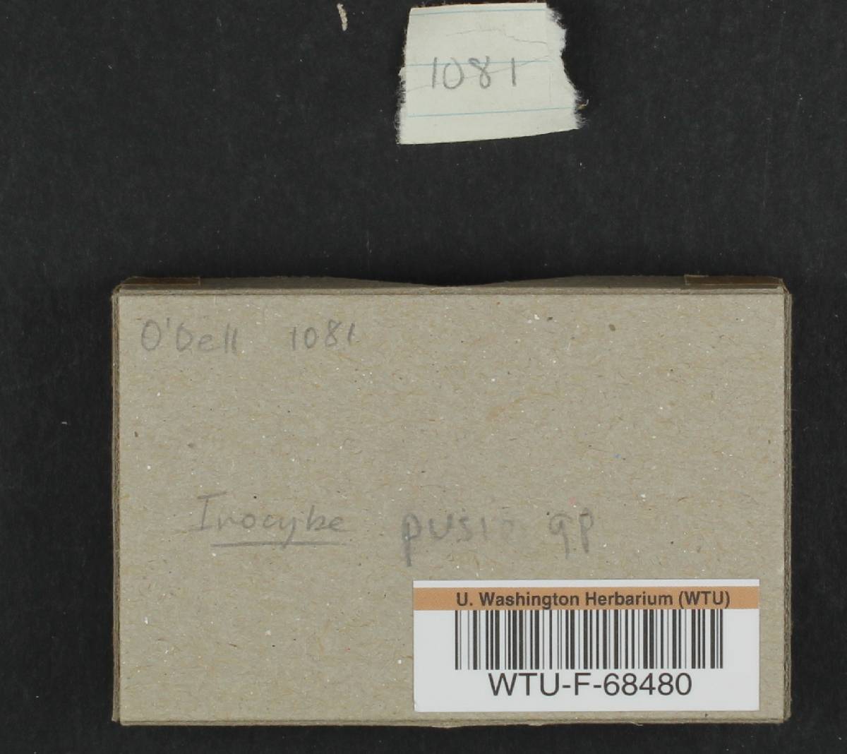 Inocybe pusio image