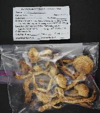 Pholiota squarrosoides image