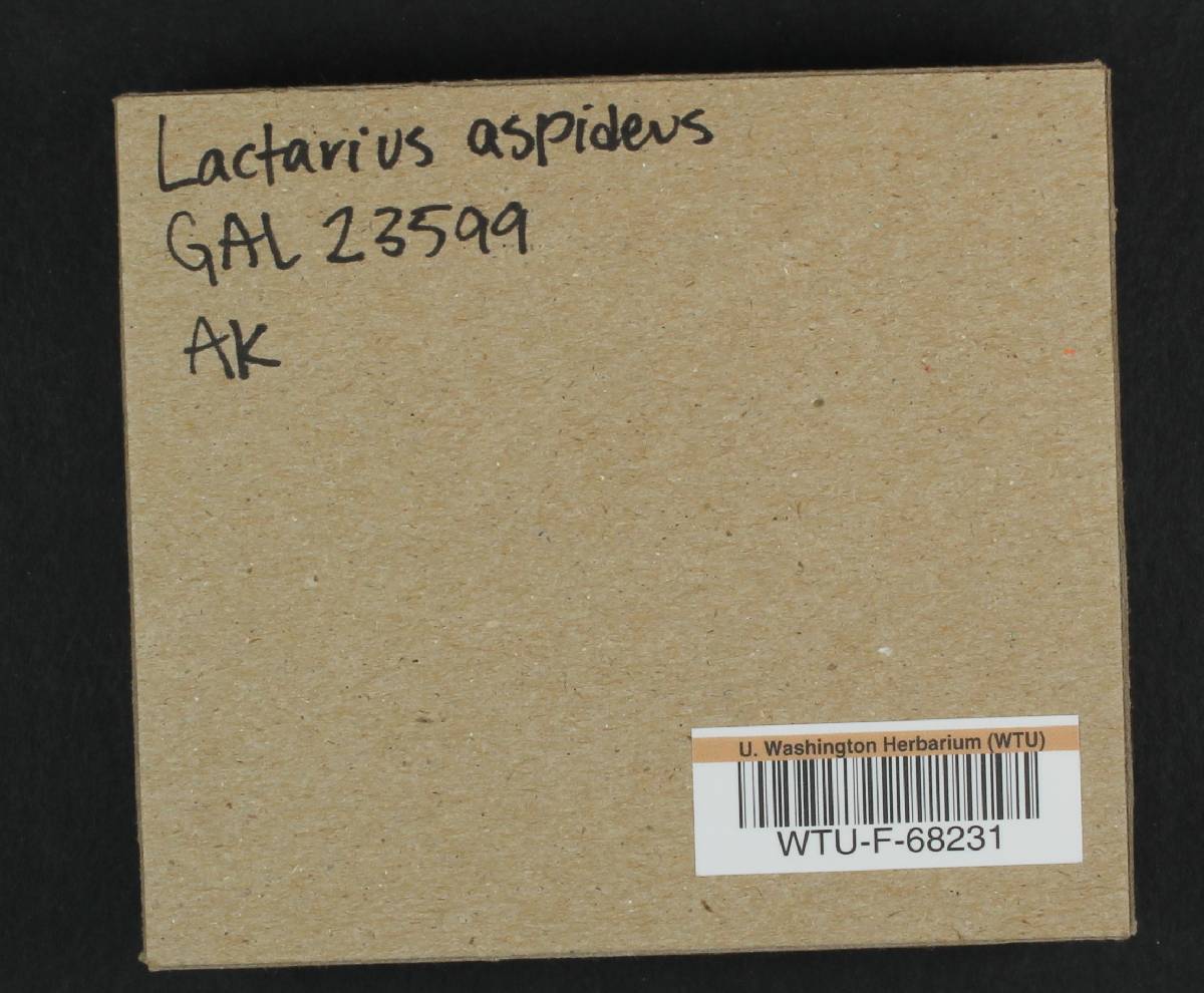 Lactarius aspideus image
