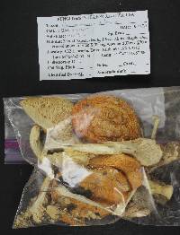 Amanita muscaria var. formosa image