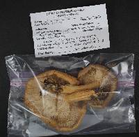 Lactarius trivialis image