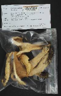 Lactarius resimus image