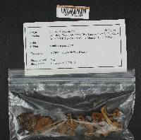 Inocybe cicatricata image