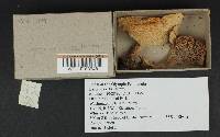 Lactarius rubrilacteus image