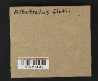 Albatrellus flettii image