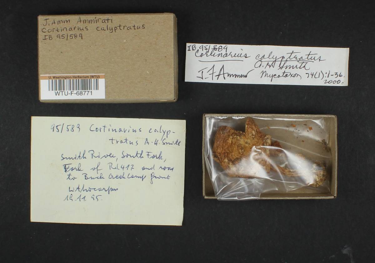 Cortinarius calyptratus image