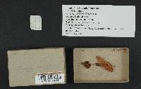 Inocybe lanuginosa image