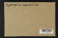 Phaeolepiota aurea image