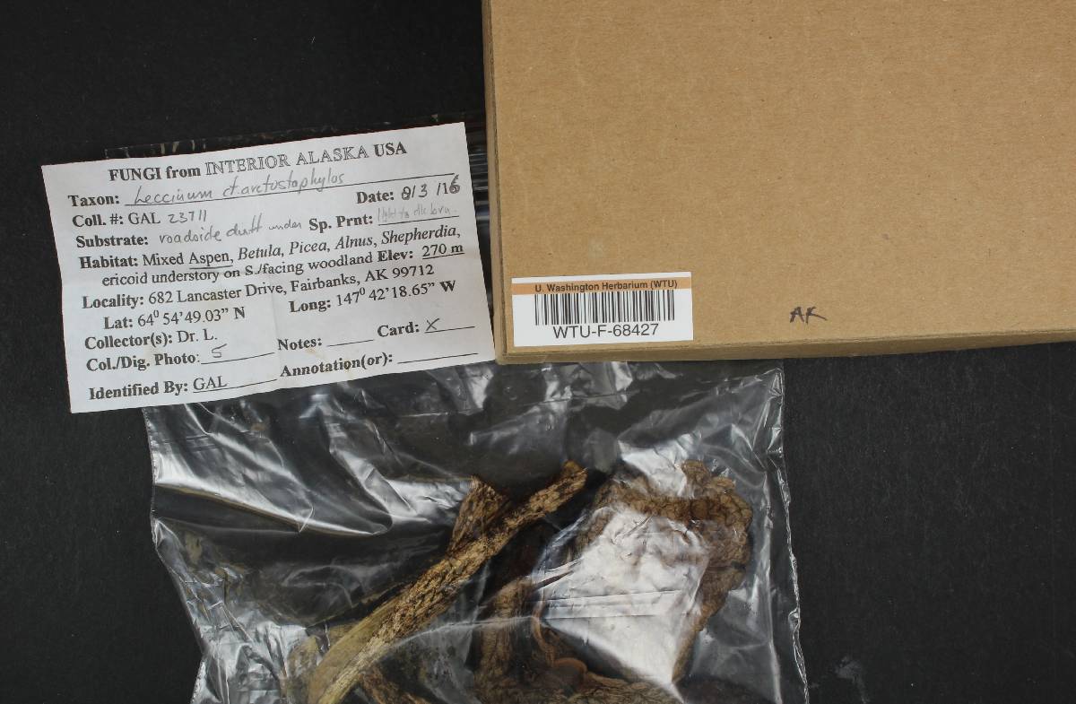 Leccinum arctostaphyli image