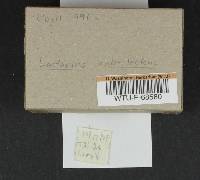 Lactarius rubrilacteus image