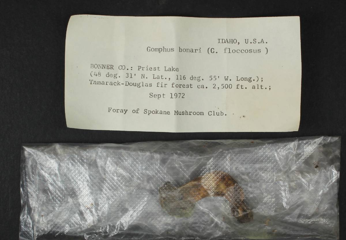 Gomphus bonarii image