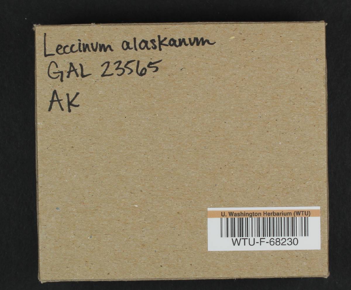 Leccinum alaskanum image