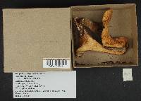 Lactarius rubrilacteus image