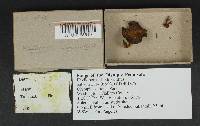Phylloporus rhodoxanthus image