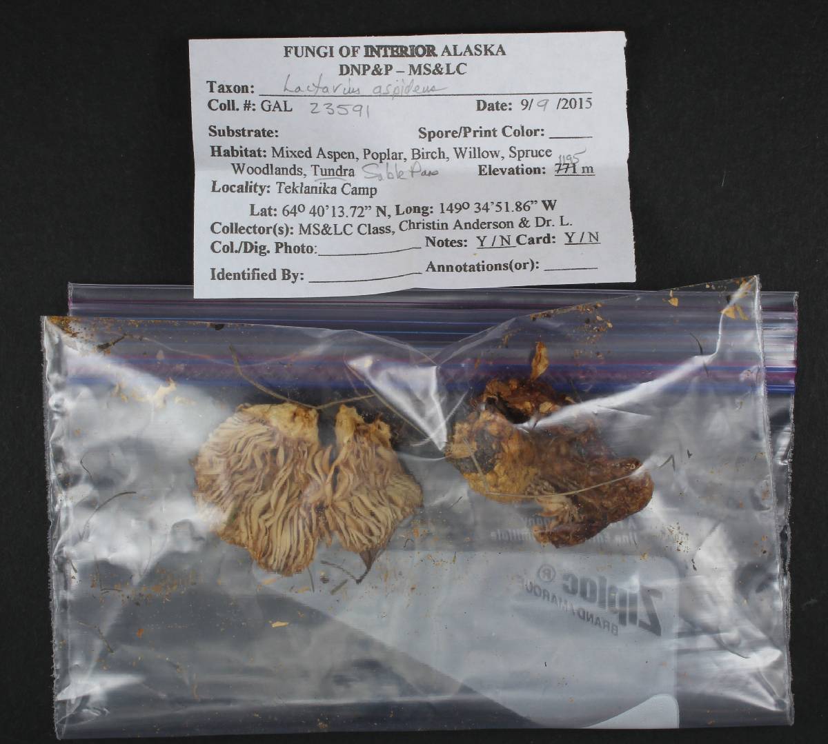 Lactarius aspideus image