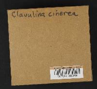 Clavulina cinerea image