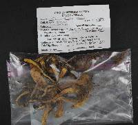 Clavariadelphus truncatus image