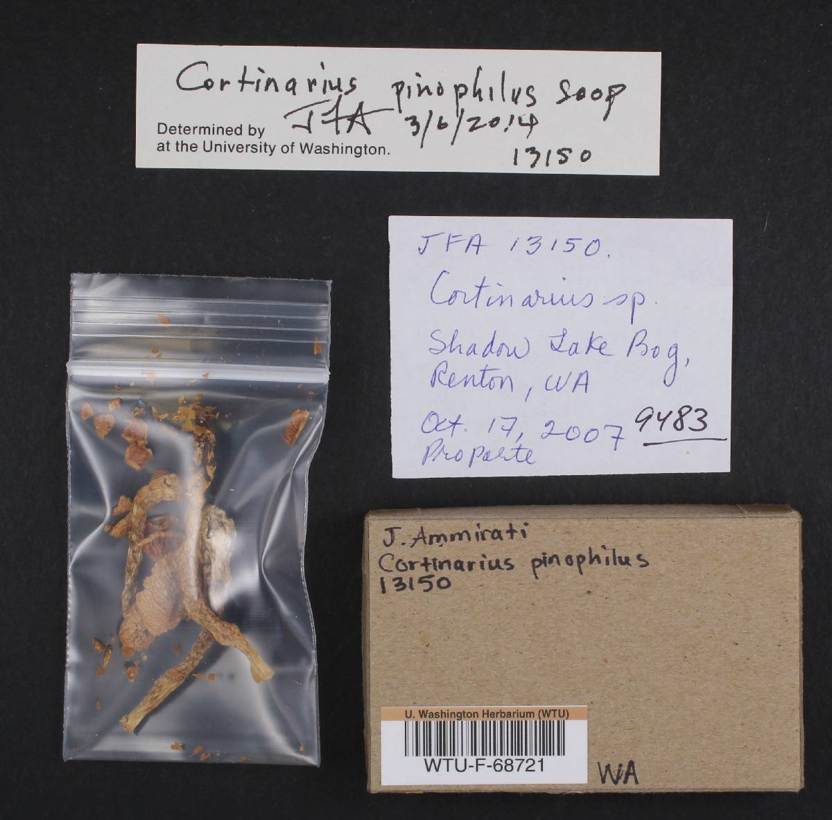 Cortinarius pinophilus image