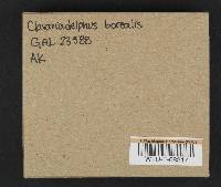 Clavaria borealis image