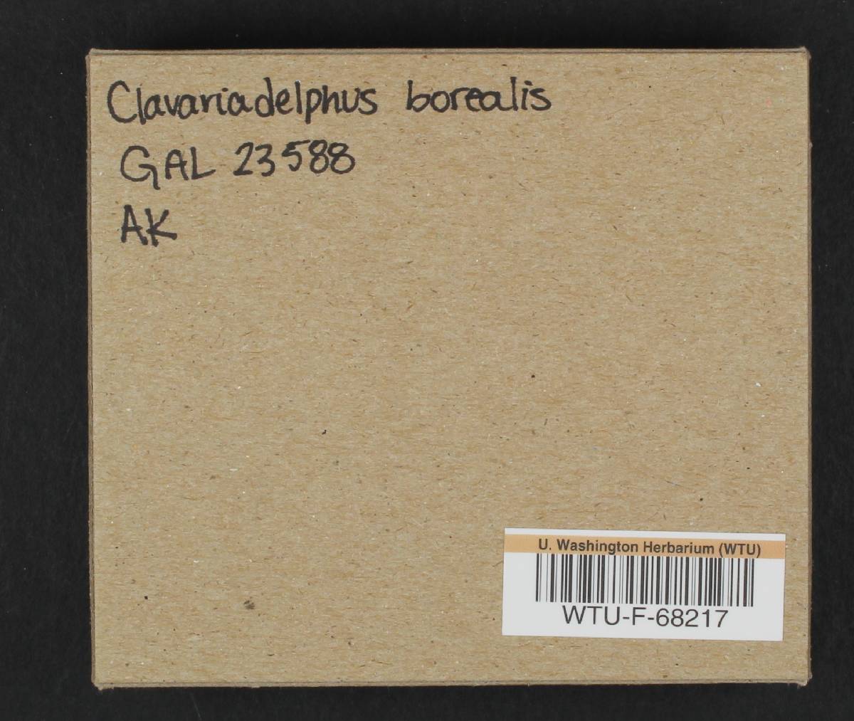 Clavaria borealis image