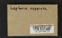 Entoloma asprellum image