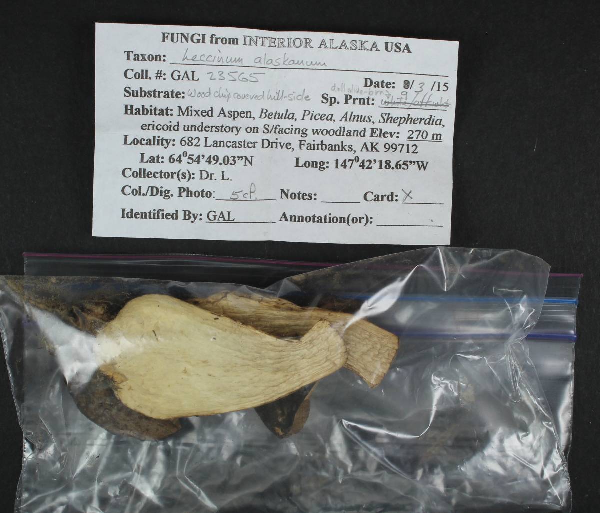 Leccinum alaskanum image