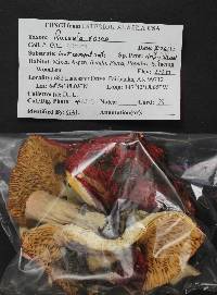 Russula rosea image