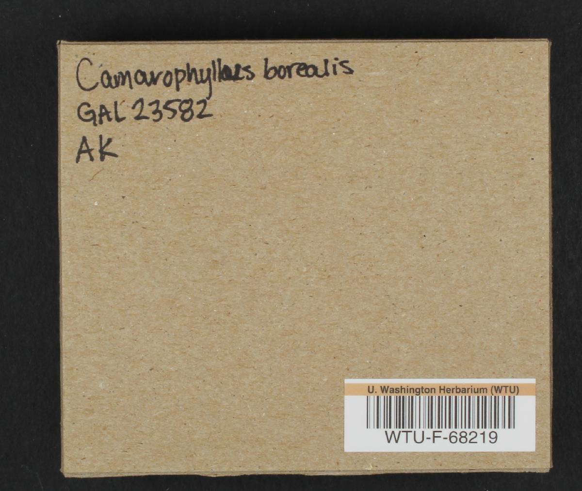 Camarophyllus borealis image