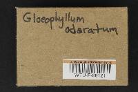 Gloeophyllum odoratum image