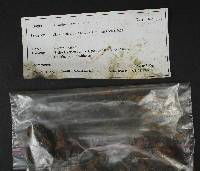 Tricholoma saponaceum image