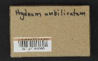 Hydnum umbilicatum image