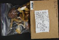 Boletus subtomentosus image