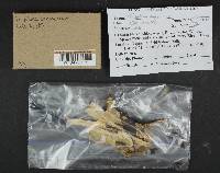 Tricholoma saponaceum image