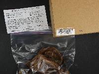 Paxillus involutus image