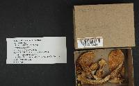 Cortinarius caperatus image