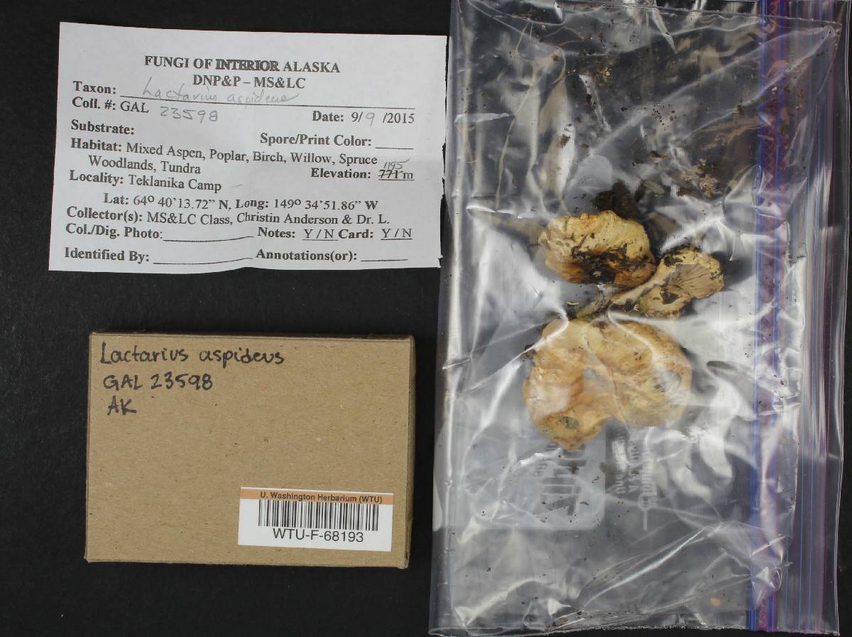 Lactarius aspideus image