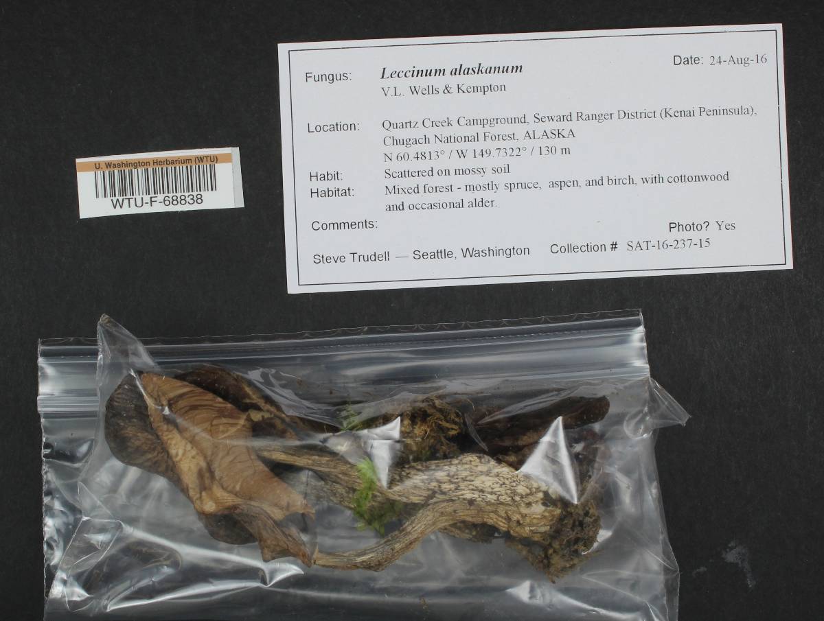 Leccinum alaskanum image