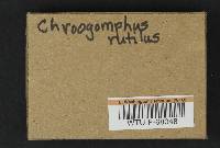 Chroogomphus rutilus image