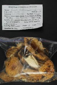 Russula decolorans image