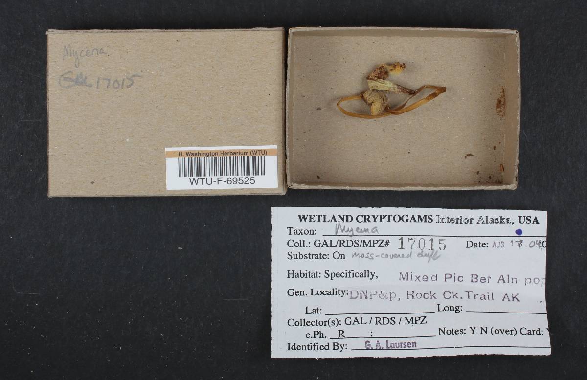 Mycena austinii image