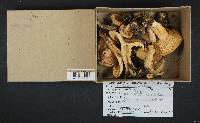 Lactarius torminosus image