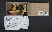 Lactarius torminosus image