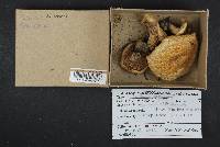 Lactarius deterrimus image