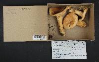 Lactarius torminosus image